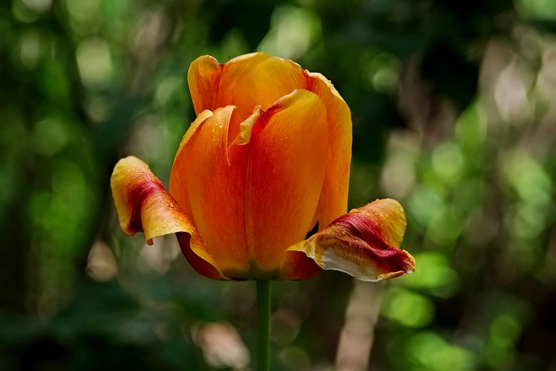 la tulipe 2016.37_as.jpg
