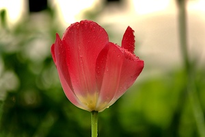 la tulipes 2019 062 as