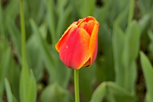 la tulipe 2018 056 as