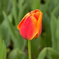 la tulipe 2018_056_as.jpg