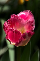 la tulipe 2017 038 as