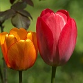 la tulipe 2017 025 as
