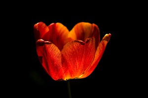 la tulipe 2017 014 as