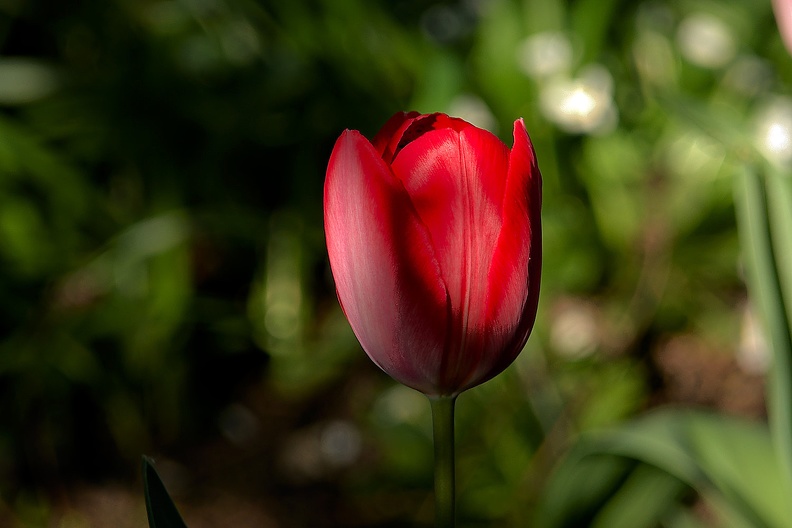 la tulipe 2017_012_as.jpg