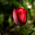 la tulipe 2017 012 as