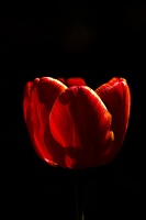 la tulipe 2017 008 as