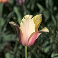 la tulipe 2016 74 as