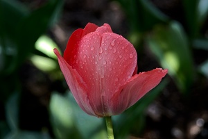 la tulipe 2016 63 as