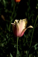 la tulipe 2016 73 as