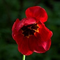 la tulipe 2016 45 as