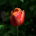 la tulipe 2016 49 as