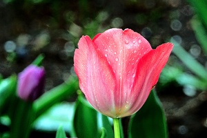 la tulipe 2016 28 as