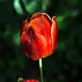 la tulipe 2016 39 as