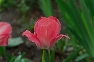 la tulipe 2016 30 as