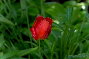 la tulipe 2016 42 as