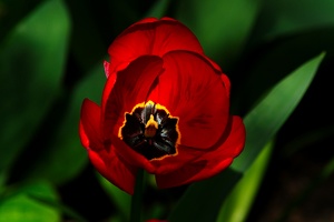 la tulipe 2016 04 as