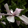 magnolia 2015 04 as