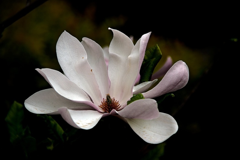magnolia 2015_05_as.jpg