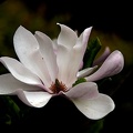 magnolia 2015 05 as