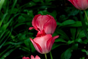 la tulipe 2016 20 as