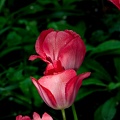 la tulipe 2016 20 as