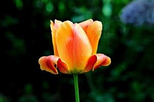 la tulipe 2016 32 as