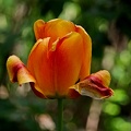 la tulipe 2016 37 as