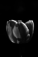 la tulipe 2017 008 as bw