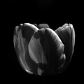 la tulipe 2017 008 as bw