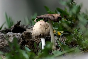 mushrooms 2008 02 as