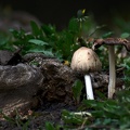 mushrooms 2008 01 as 1
