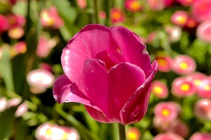 la tulipes 2019.073 as