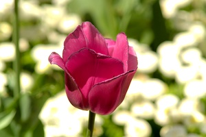 la tulipes 2019.070 as