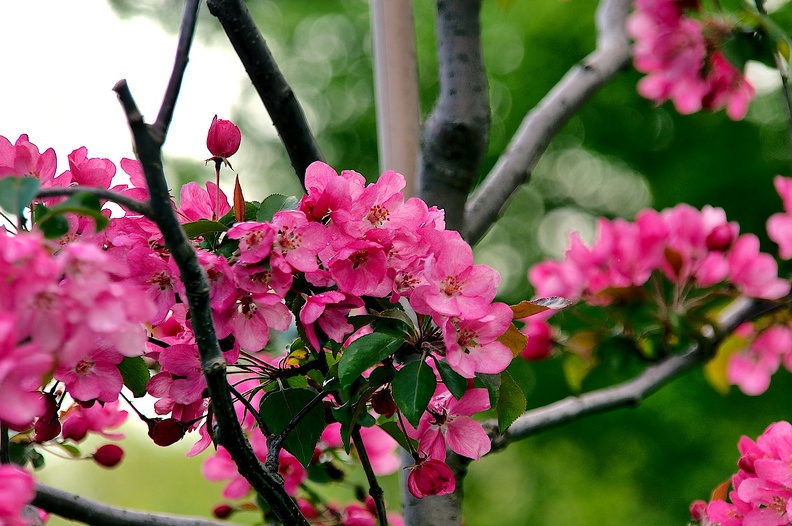 pink blossoms 2010.01_as.jpg