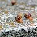 snails 2011.01 as
