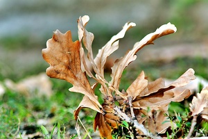 leaf 2011.02 as