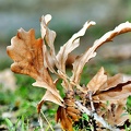 leaf 2011.02 as