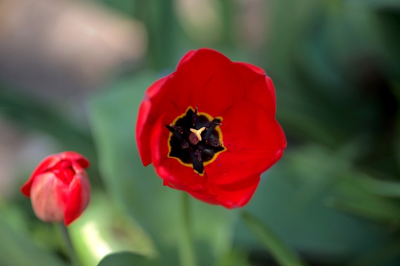 la tulipes 2020.74_as.jpg