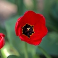 la tulipes 2020.74_as.jpg