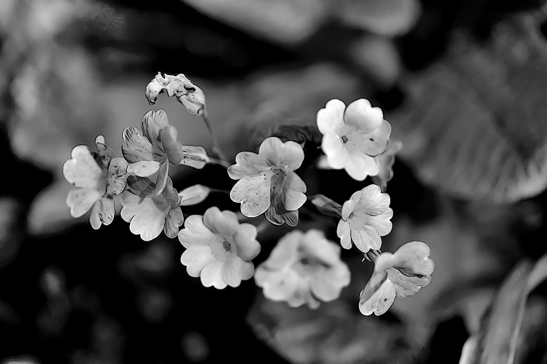 primula 2020.01_as_graphic_bw.jpg