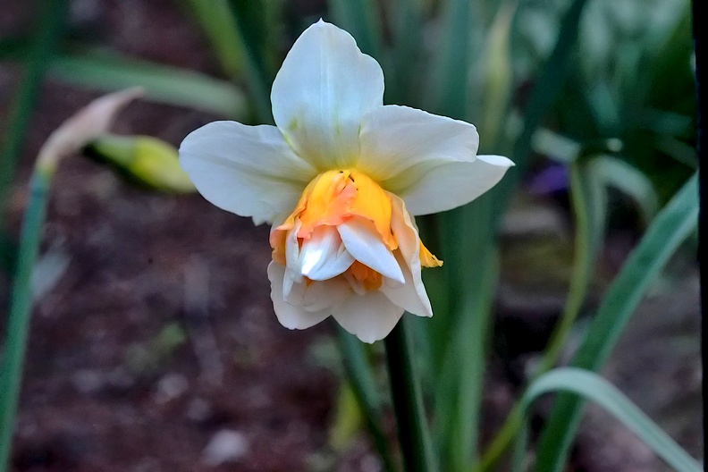 narcissus 2020.01_as.jpg