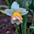 narcissus 2020.01_as.jpg
