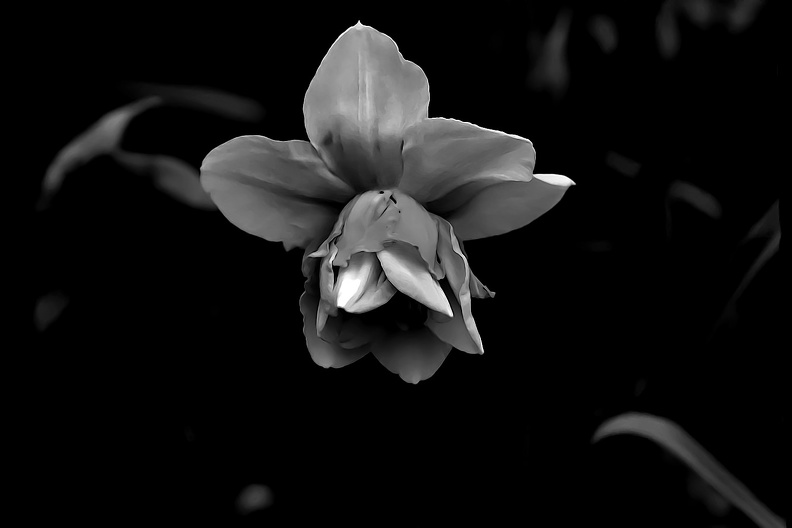 narcissus 2020.01_as_graphic_bw_.jpg