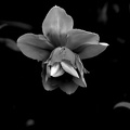 narcissus 2020.01 as graphic bw 