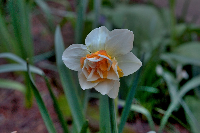 narcissus 2020.02_as.jpg