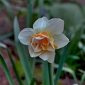 narcissus 2020.02_as.jpg