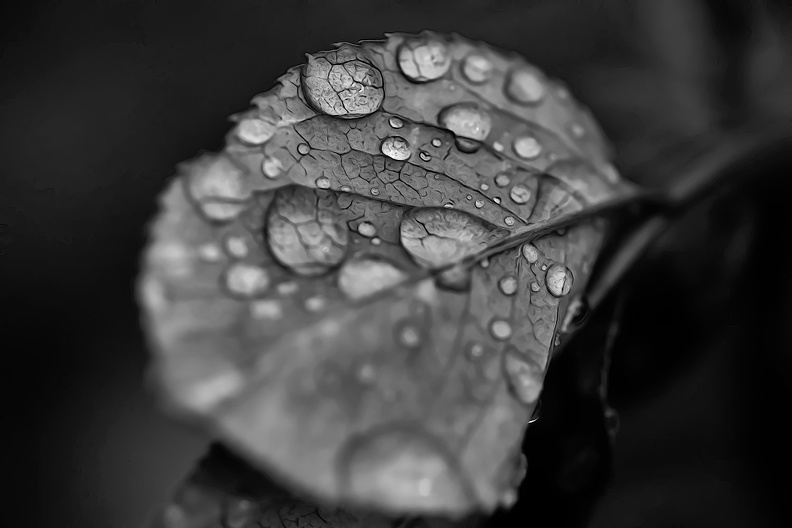 water drops 2020.04_as_graphic_bw.jpg
