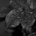 water drops 2020.05 as bw