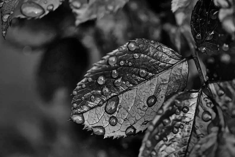 water drops 2020.06_as_graphic_bw.jpg
