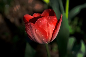 la tulipes 2020.79 as
